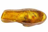 Two Detailed Fossil Flies (Diptera) In Baltic Amber #142233-2